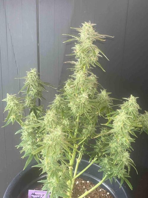 Herbies seeds Grandmommy Purple Sponsoring. Week 12 - #1