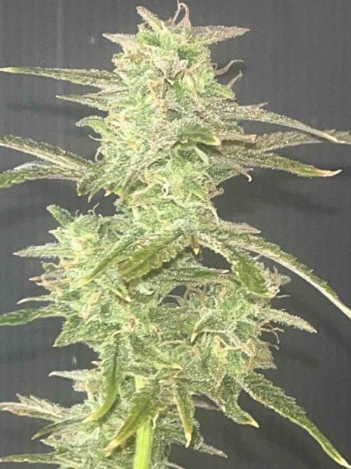 Herbies seeds Grandmommy Purple Sponsoring. Week 12 - #1