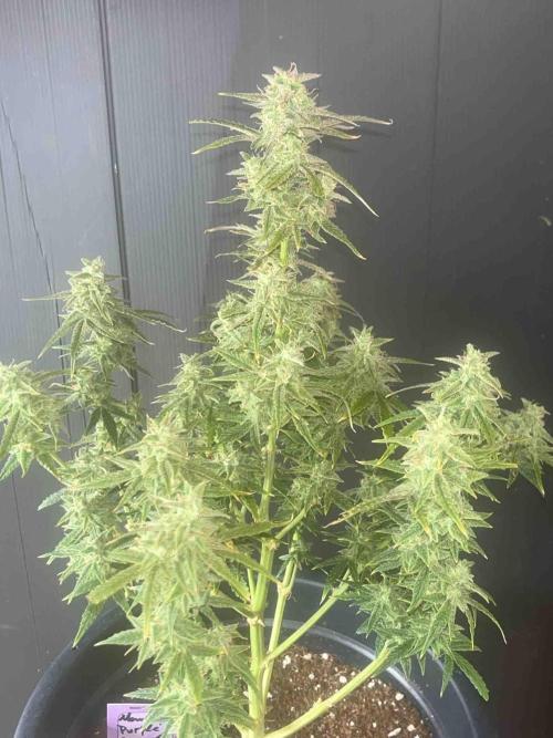 Herbies seeds Grandmommy Purple Sponsoring. Week 12 - #1