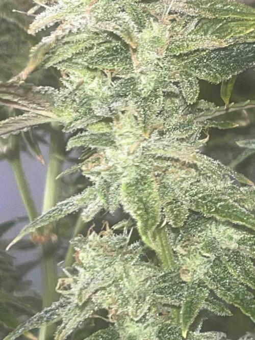Herbies seeds Grandmommy Purple Sponsoring. Week 12 - #1