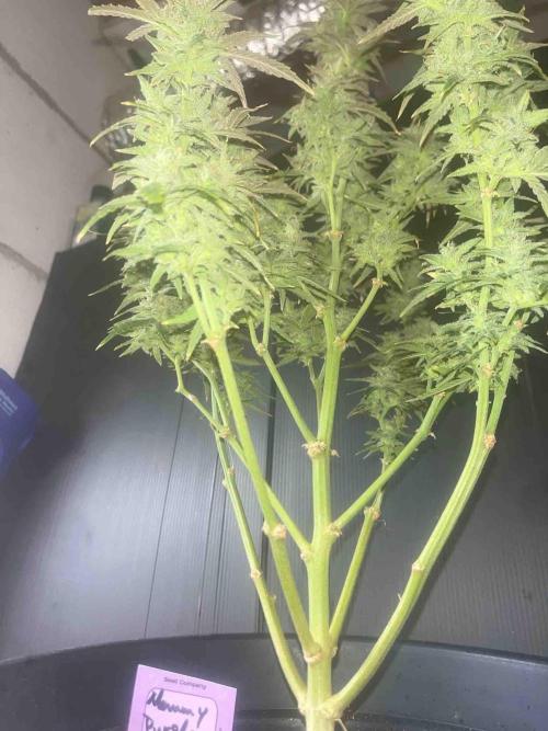 Herbies seeds Grandmommy Purple Sponsoring. Week 12 - #1