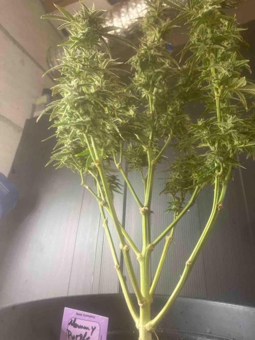 Herbies seeds Grandmommy Purple Sponsoring. Week 12 - #1