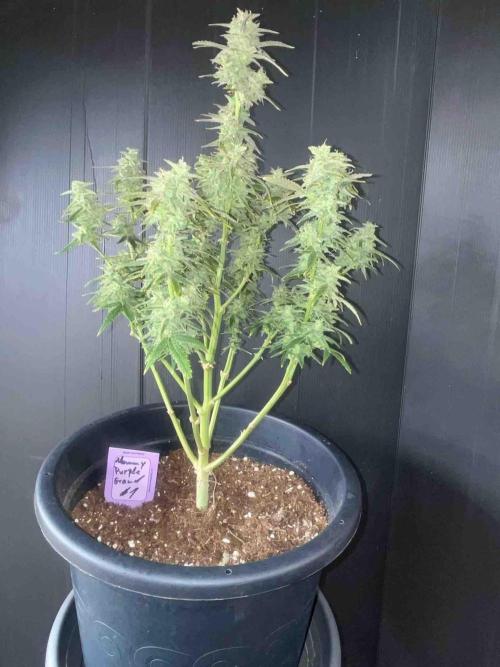 Herbies seeds Grandmommy Purple Sponsoring. Week 12 - #1