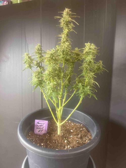 Herbies seeds Grandmommy Purple Sponsoring. Week 12 - #1