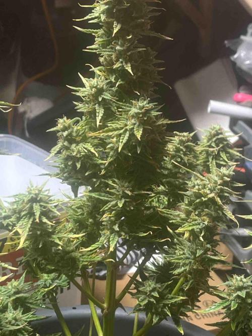 Herbies seeds Grandmommy Purple Sponsoring. Week 12 - #2