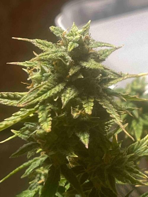Herbies seeds Grandmommy Purple Sponsoring. Week 12 - #2