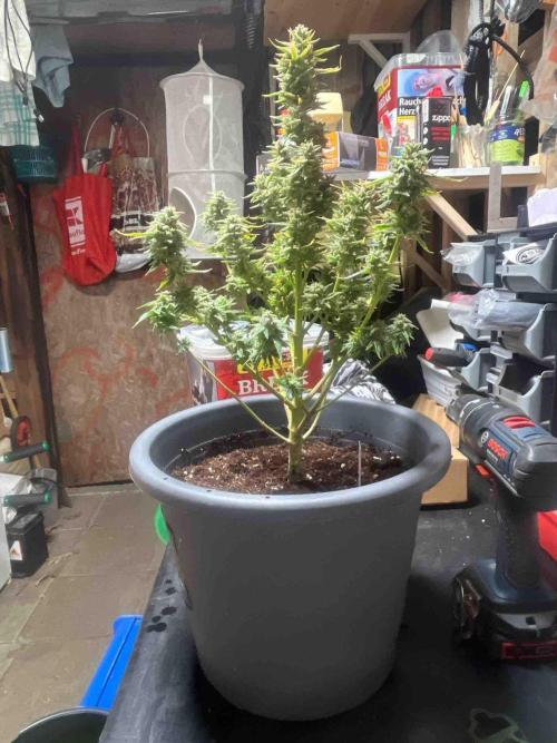 Herbies seeds Grandmommy Purple Sponsoring. Week 12 - #3