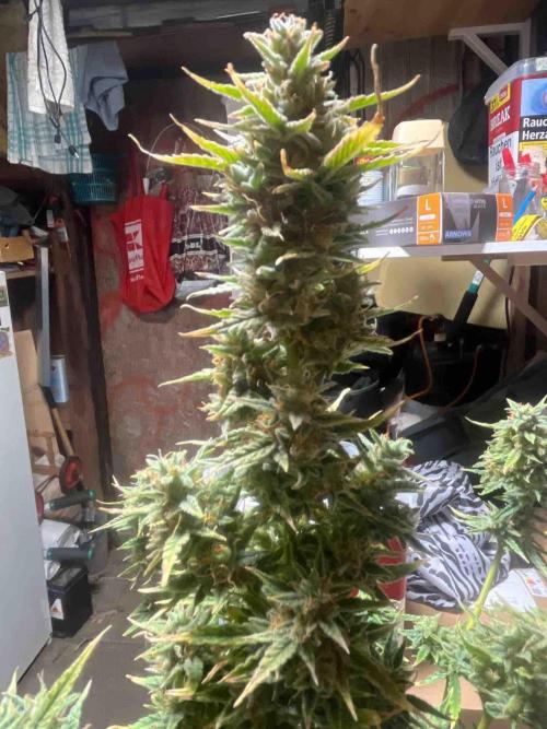 Herbies seeds Grandmommy Purple Sponsoring. Week 12 - #2