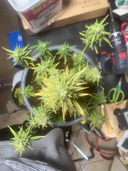 Herbies seeds Grandmommy Purple Sponsoring. Week 12 - #2