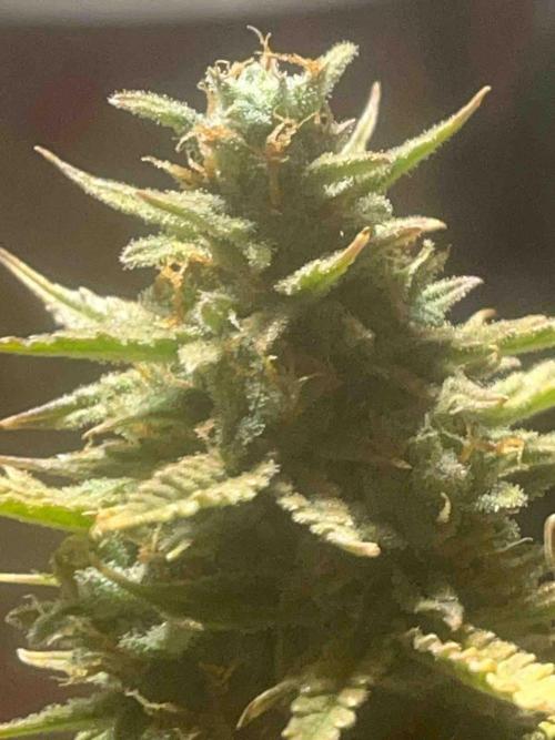 Herbies seeds Grandmommy Purple Sponsoring. Week 12 - #2