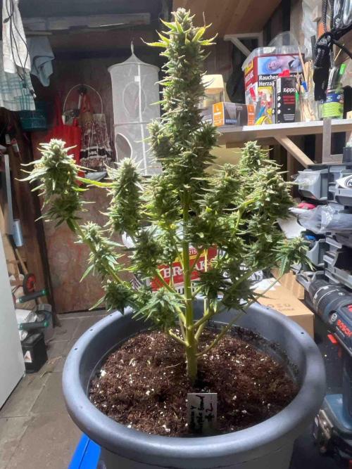 Herbies seeds Grandmommy Purple Sponsoring. Week 12 - #2