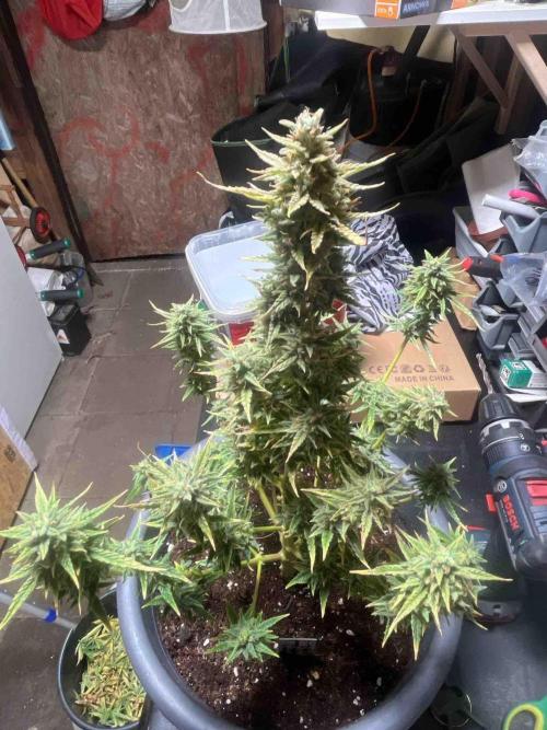Herbies seeds Grandmommy Purple Sponsoring. Week 12 - #2