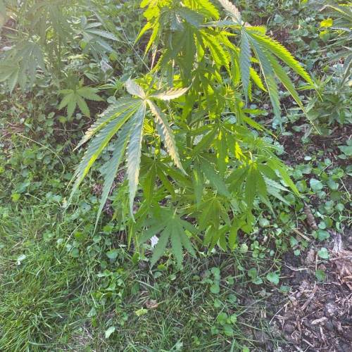 Hollands Hope. Week 9