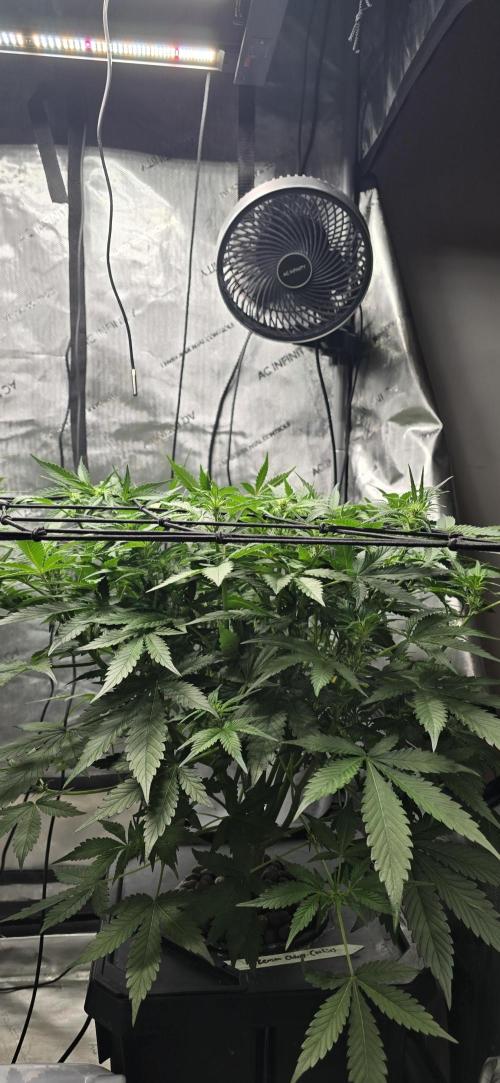 Papaya/Lemon Cherry Cookies. Week 6 - 11/05/2025 
Lemon Cherry Cookies 
Super flat canopy. 