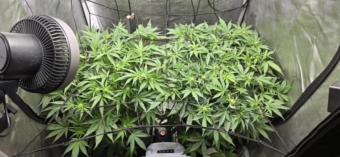 Papaya/Lemon Cherry Cookies. Week 6 - 11/06/2025 
Both ladies