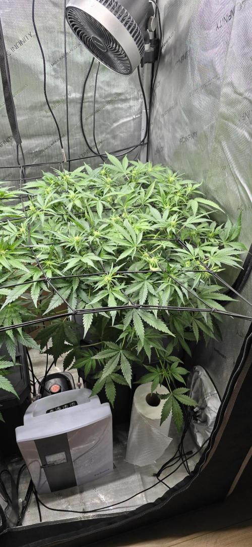 Papaya/Lemon Cherry Cookies. Week 6 - 11/06/2025 
Lemon Cherry Cookies 