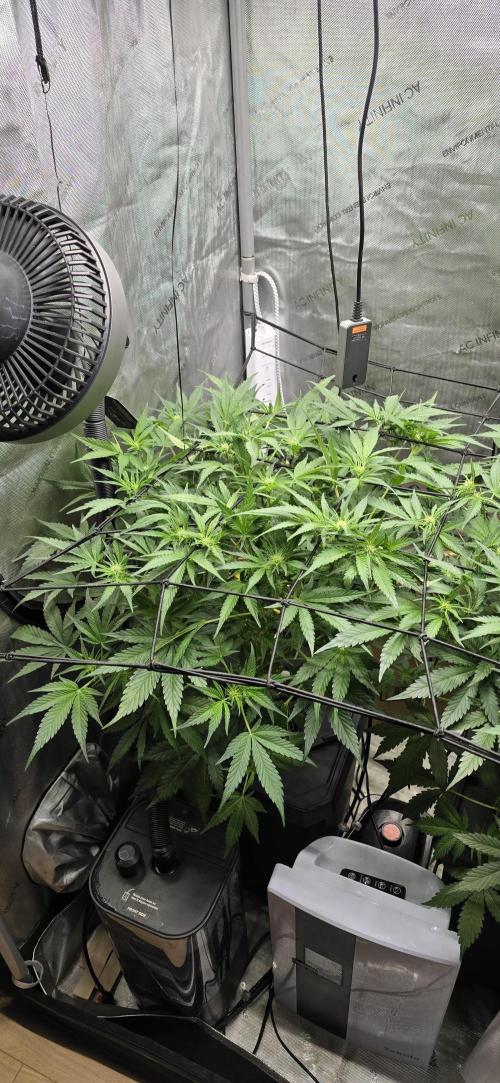 Papaya/Lemon Cherry Cookies. Week 6 - 11/06/2025 
Papaya Cookies 