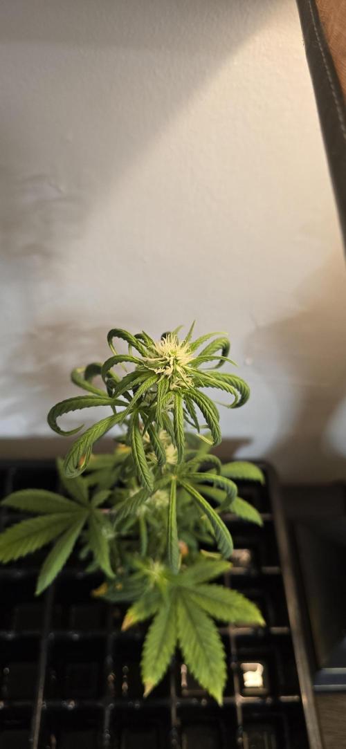 Papaya/Lemon Cherry Cookies. Week 6 - 11/06/2025 
The Other One 