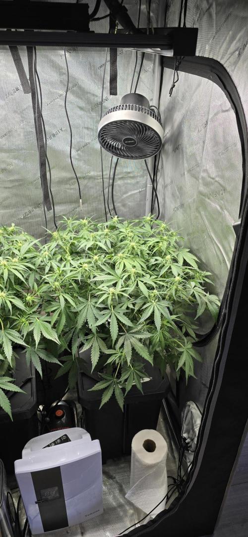 Papaya/Lemon Cherry Cookies. Week 6 - 11/08/2025 
Lemon Cherry Cookies 