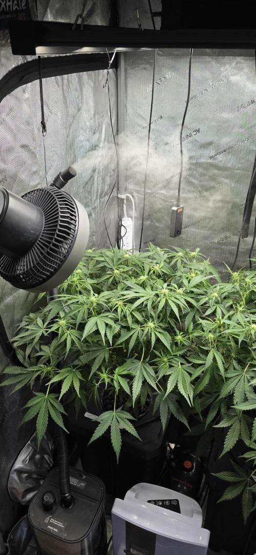 Papaya/Lemon Cherry Cookies. Week 6 - 11/08/2025 
Papaya Cookies 