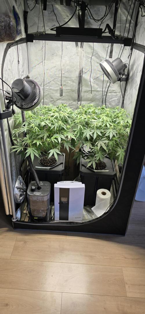 Papaya/Lemon Cherry Cookies. Week 6 - 11/08/2025 
Both ladies