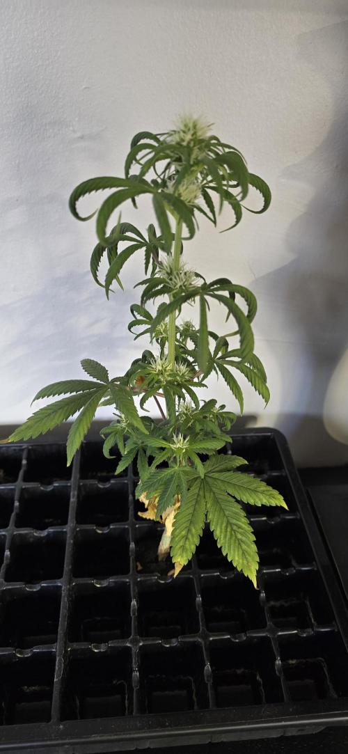 Papaya/Lemon Cherry Cookies. Week 6 - 11/08/2025 
Really...