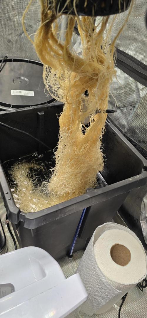 Papaya/Lemon Cherry Cookies. Week 6 - 11/09/2025 
Lemon Cherry Cookies 
ROOT BALL! 