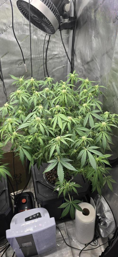 Papaya/Lemon Cherry Cookies. Week 6 - 11/10/2025 
Lemon Cherry Cookies 
All trimmed