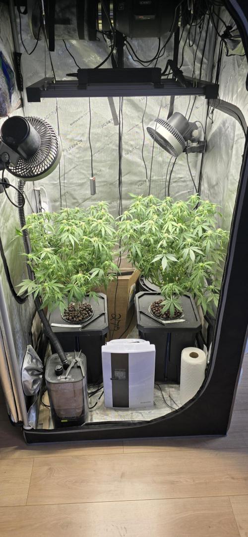 Papaya/Lemon Cherry Cookies. Week 6 - 11/10/2025 
Both ladies trimmed