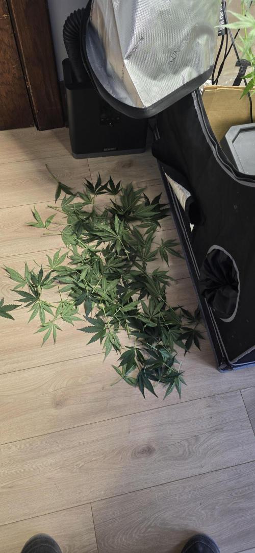 Papaya/Lemon Cherry Cookies. Week 6 - 11/10/2025 
Papaya Cookies cuttings 