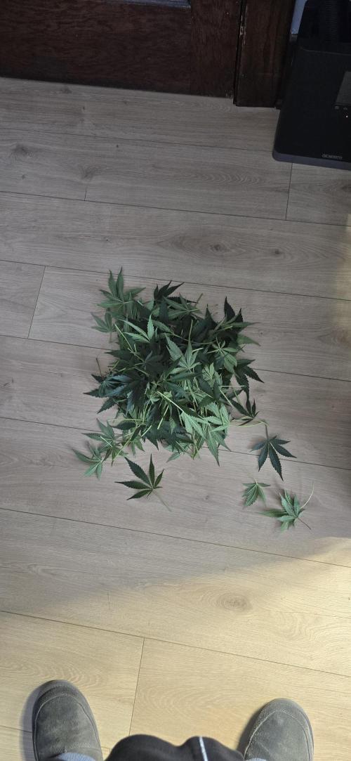 Papaya/Lemon Cherry Cookies. Week 6 - 11/10/2025 
Lemon Cherry Cookies cuttings