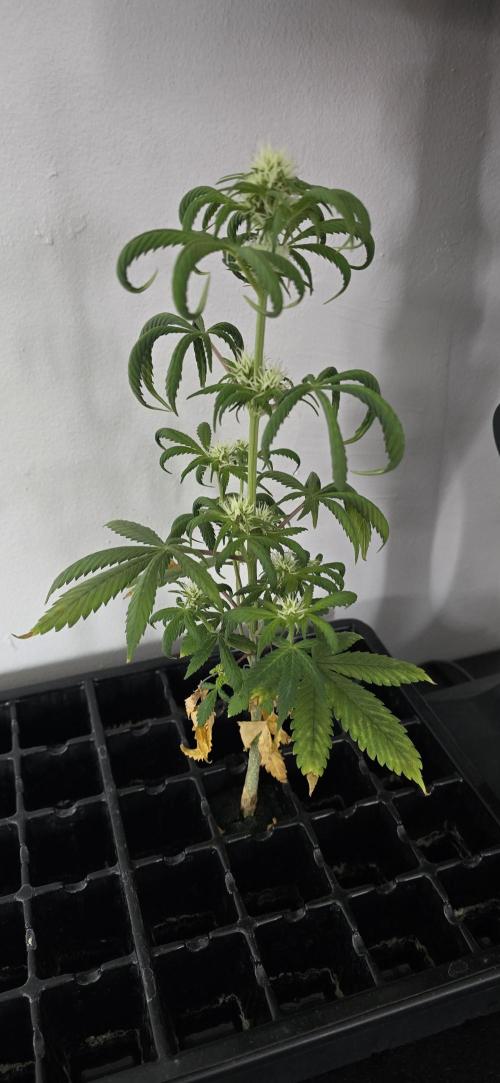 Papaya/Lemon Cherry Cookies. Week 6 - 11/10/2025 
The Other One 
Well then...