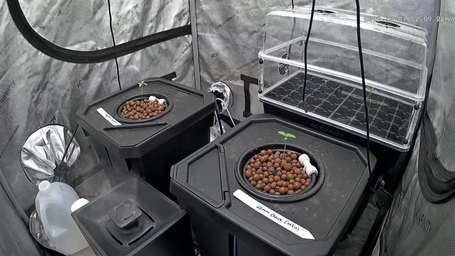 Papaya/Lemon Cherry Cookies