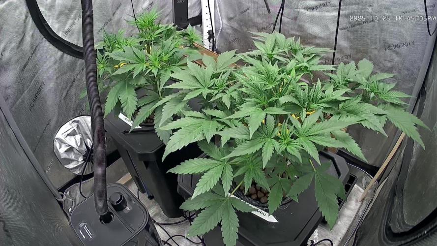 Papaya/Lemon Cherry Cookies