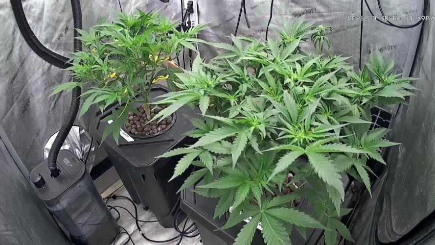 Papaya/Lemon Cherry Cookies