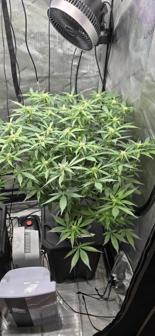 Papaya/Lemon Cherry Cookies. Week 7 - 11/11/2025 
Lemon Cherry Cookies 
Amazing