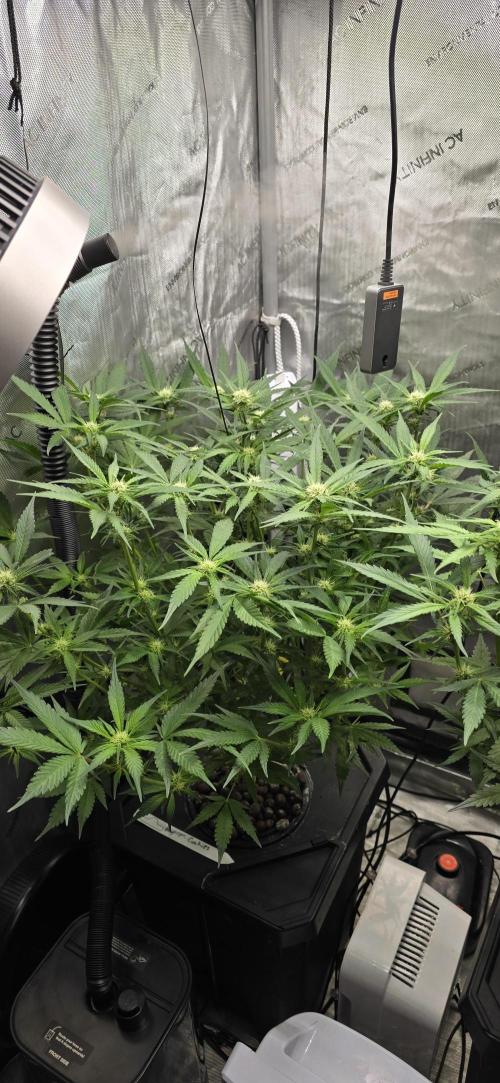 Papaya/Lemon Cherry Cookies. Week 7 - 11/11/2025 
Papaya Cookies 
Lookin awesome