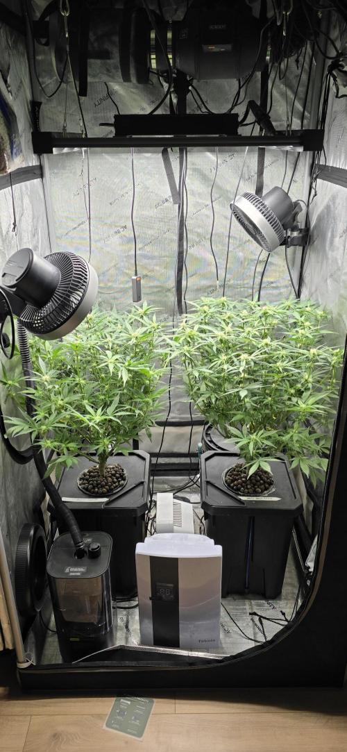 Papaya/Lemon Cherry Cookies. Week 7 - 11/11/2025 
Both ladies 