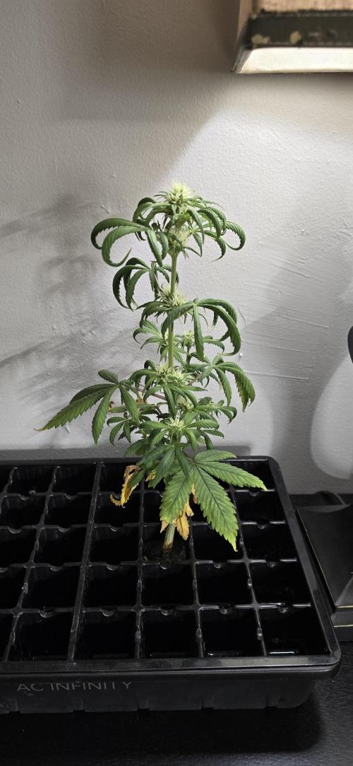 Papaya/Lemon Cherry Cookies. Week 7 - 11/11/2025 
The Other One 
Makin a cola. Hahahahahaha