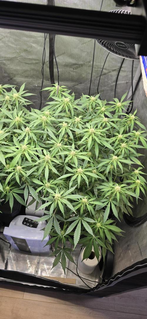 Papaya/Lemon Cherry Cookies. Week 7 - 11/13/2025 
Lemon Cherry Cookies 
Top View