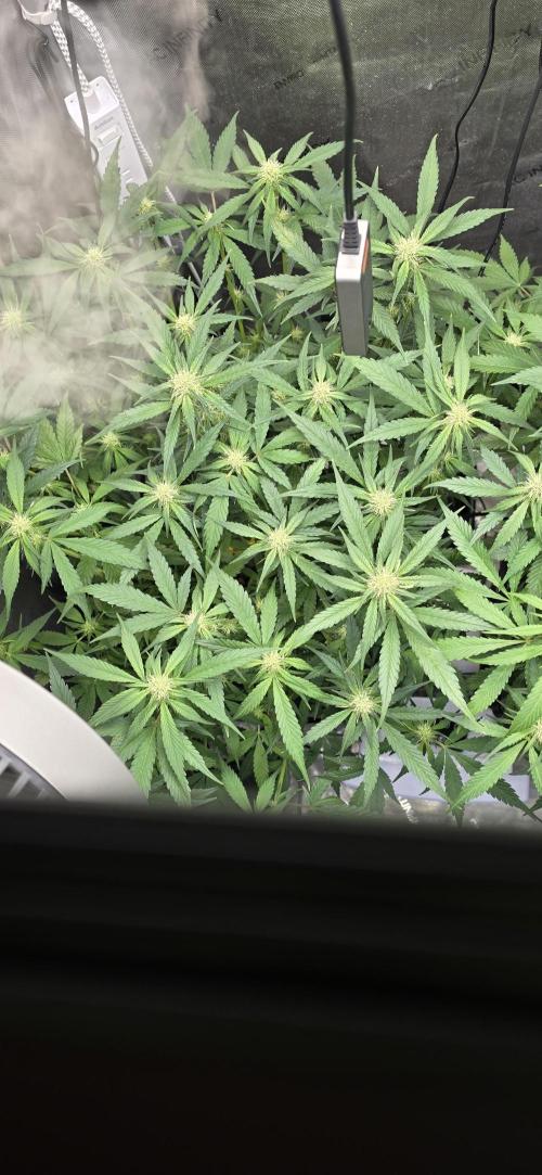 Papaya/Lemon Cherry Cookies. Week 7 - 11/13/2025 
Papaya Cookies 
Top View