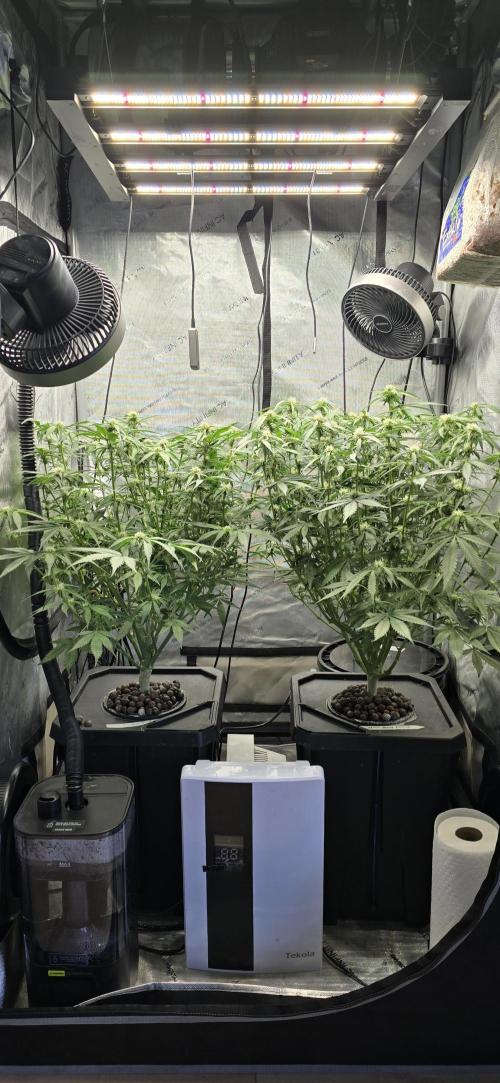 Papaya/Lemon Cherry Cookies. Week 7 - 11/13/2025 
Both Ladies 
Side View