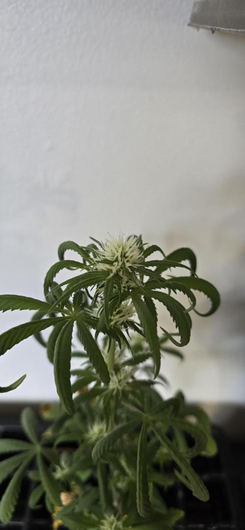 Papaya/Lemon Cherry Cookies. Week 7 - 11/13/2025 
The Other One 
Huh. 