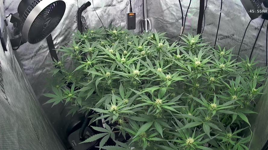 Papaya/Lemon Cherry Cookies