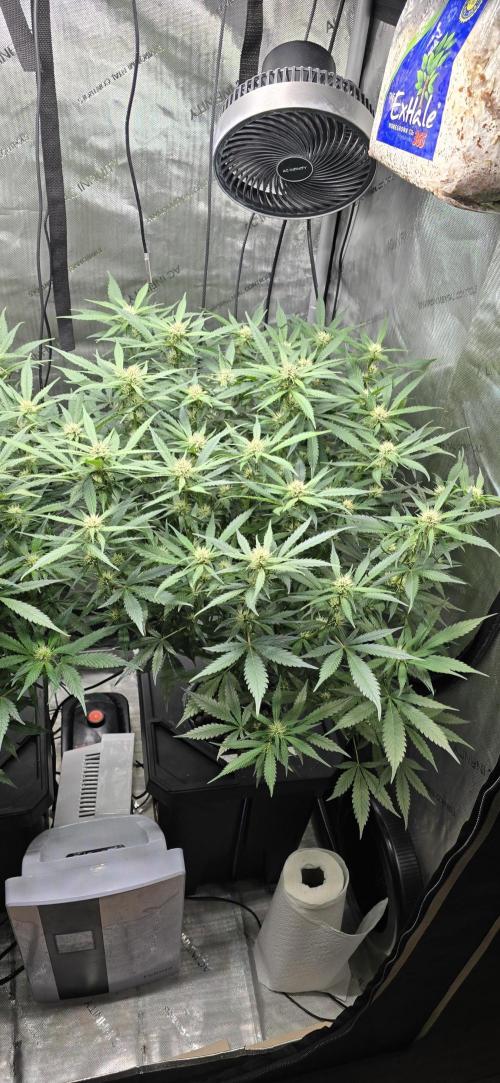 Papaya/Lemon Cherry Cookies. Week 7 - 11/15/2025 
Lemon Cherry Cookies 
