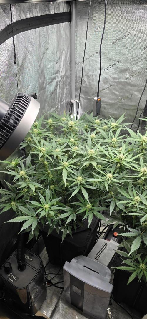 Papaya/Lemon Cherry Cookies. Week 7 - 11/15/2025 
Papaya Cookies 