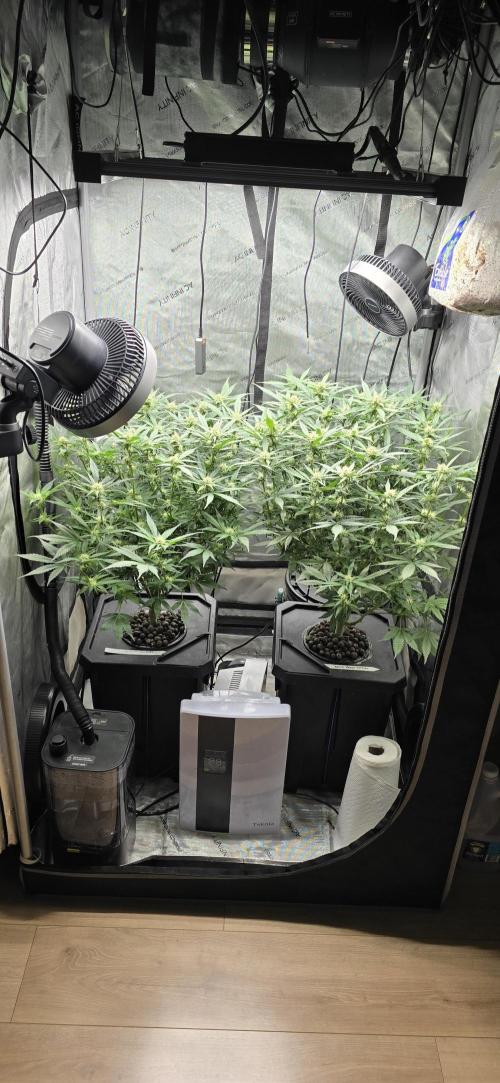 Papaya/Lemon Cherry Cookies. Week 7 - 11/15/2025 
Both ladies