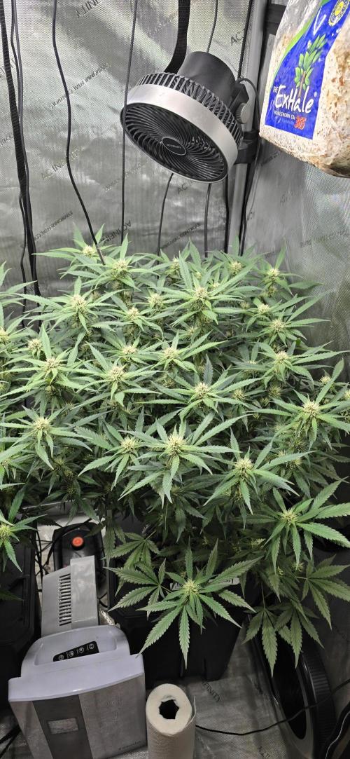 Papaya/Lemon Cherry Cookies. Week 7 - 11/17/2025 
Lemon Cherry Cookies 