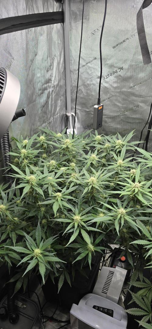 Papaya/Lemon Cherry Cookies. Week 7 - 11/17/2025 
Papaya Cookies 