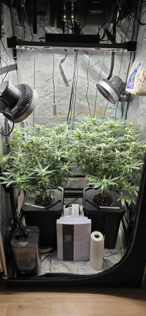 Papaya/Lemon Cherry Cookies. Week 7 - 11/17/2025 
Both ladies 
